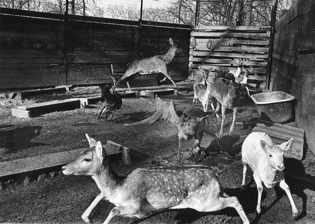 Grant's Farm in 1969